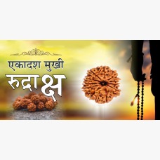 11 Mukhi Rudraksh (5.0)